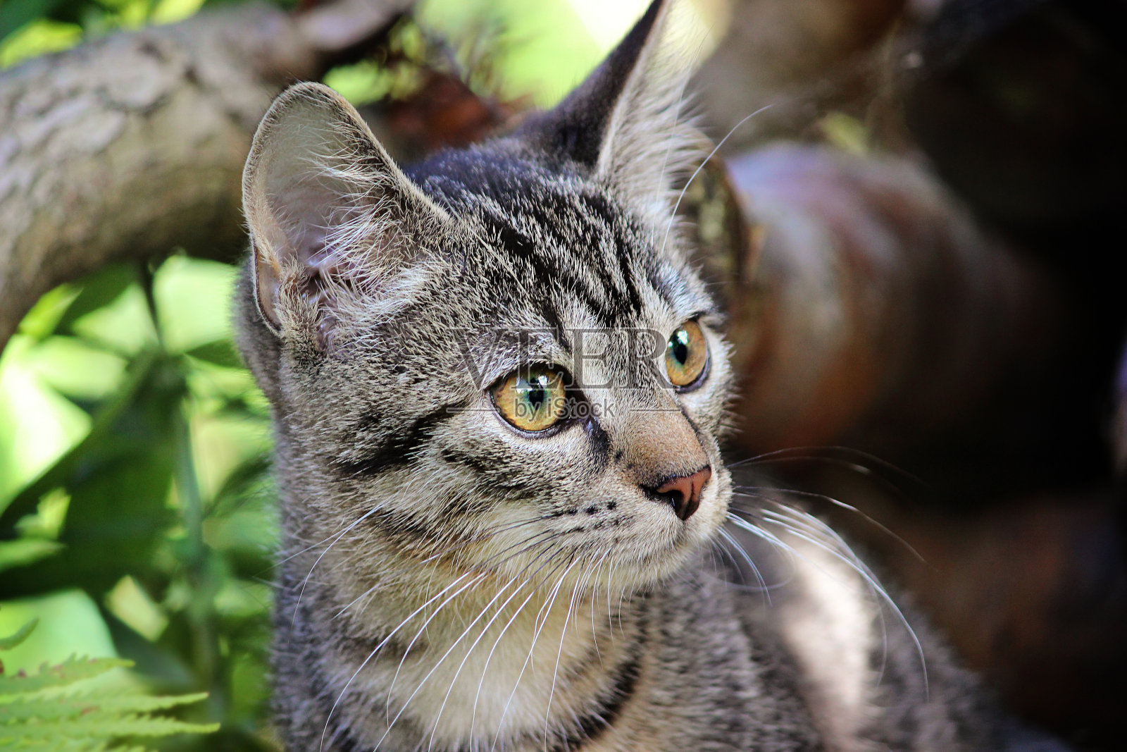 小猫,脸上有警觉和兴奋的表情照片摄影图片