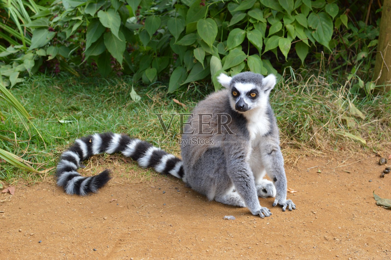 环尾狐猴照片摄影图片