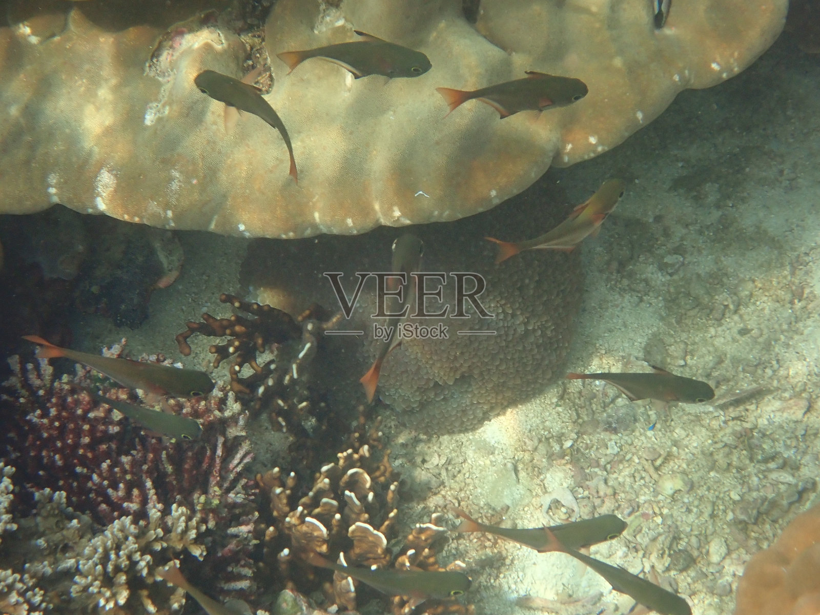 塔鲁陶海洋国家公园的鱼类照片摄影图片