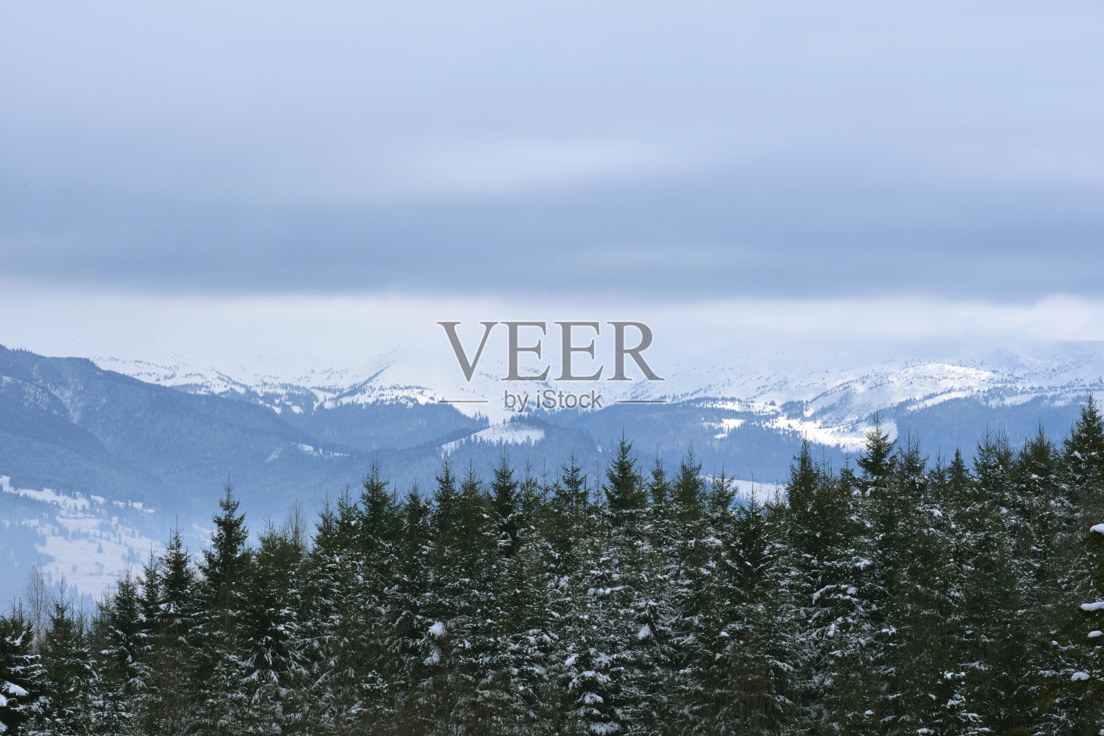 冬季景观与深色云杉树的雪覆盖森林在寒冷的山区照片摄影图片