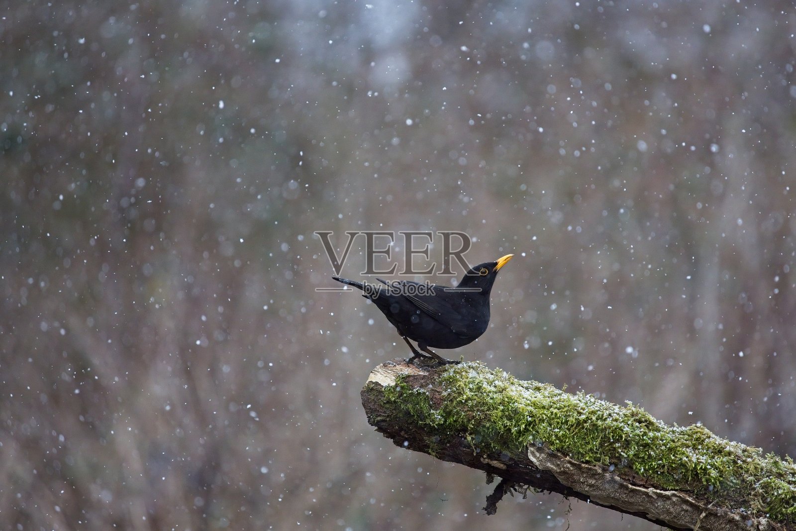 黑色背景的冬天,黑鸟栖息在树枝上;自然;鸟;野生动物;鸟;颜色;冬天;灰色;黑暗的;皇家学会鸟类保护组织;利兹野生动物;约克郡;自然;树;分支机构;森林照片摄影图片