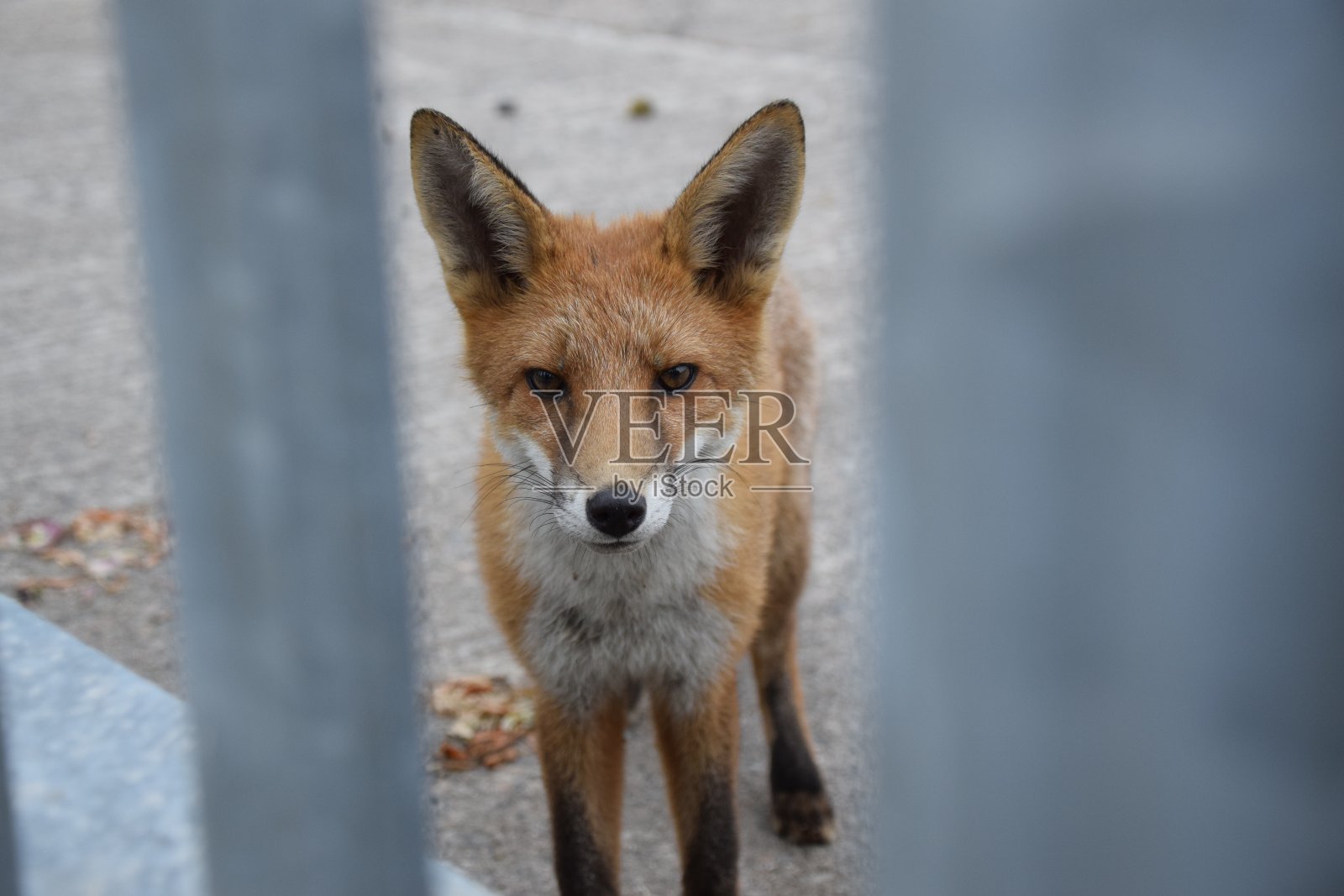 城市的狐狸照片摄影图片