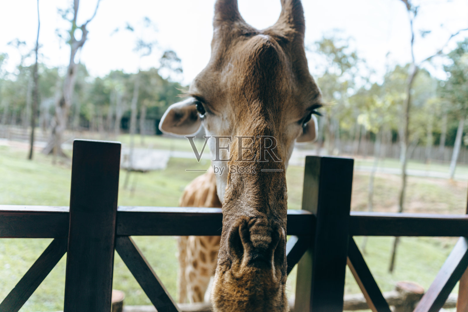 越南富国岛动物园里的长颈鹿。库存图片照片摄影图片