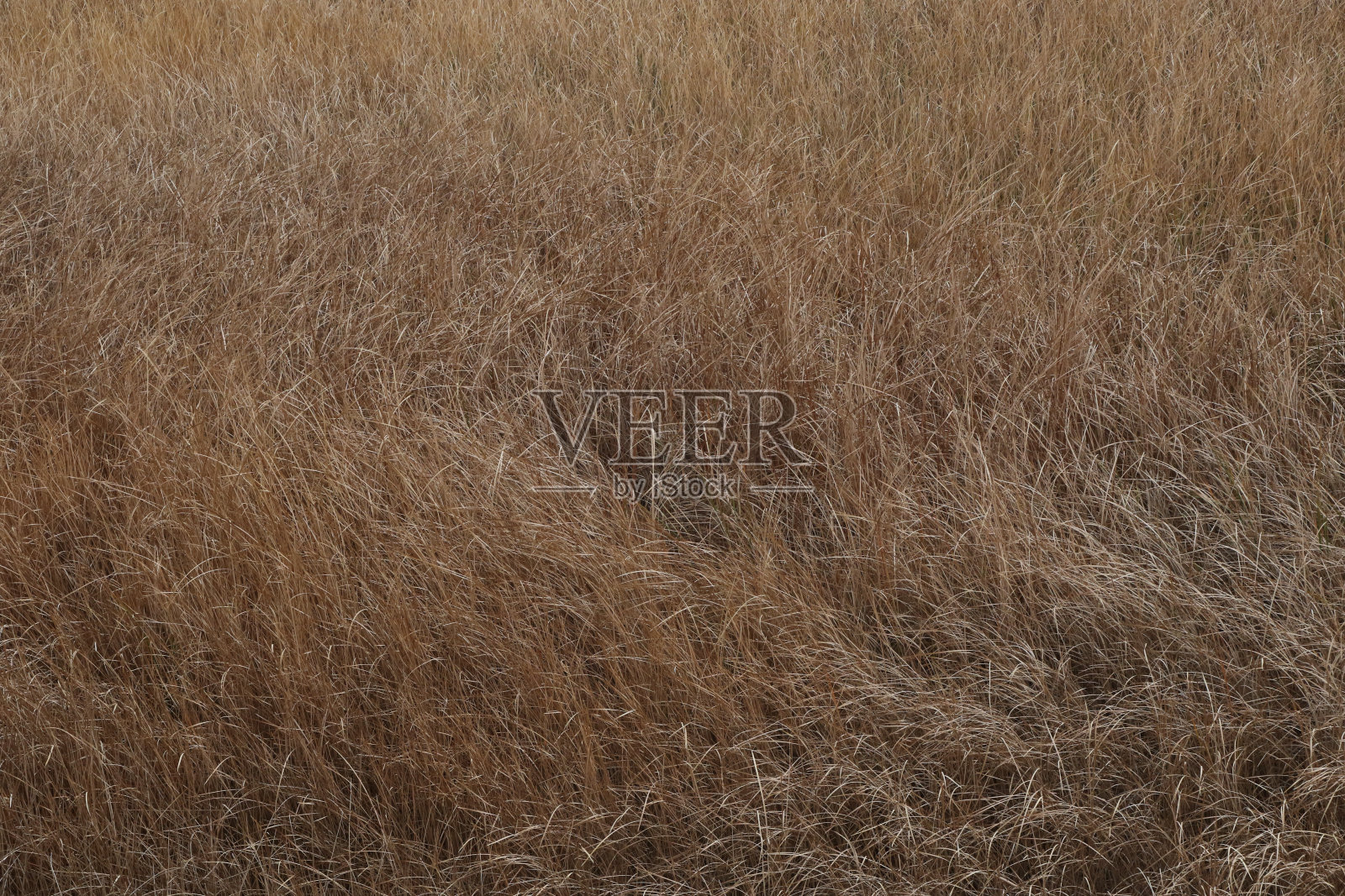 一些金色谷物的特写照片摄影图片