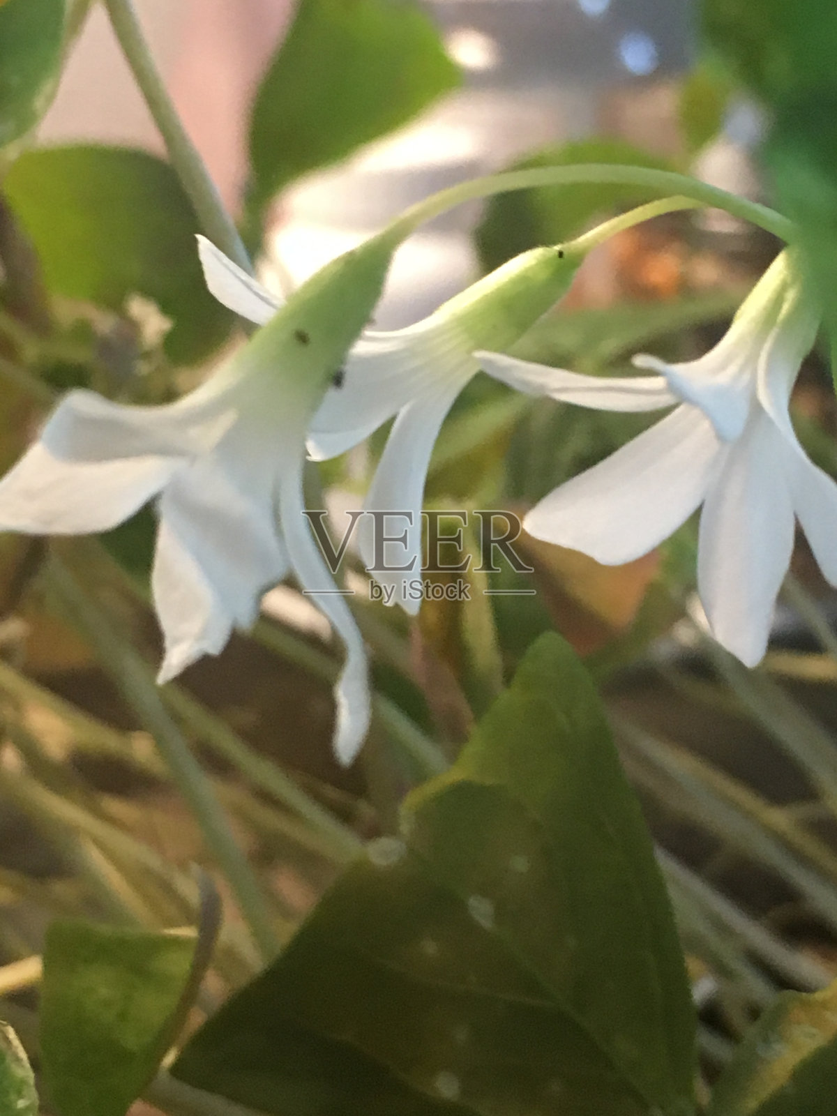 三叶草花朵照片摄影图片