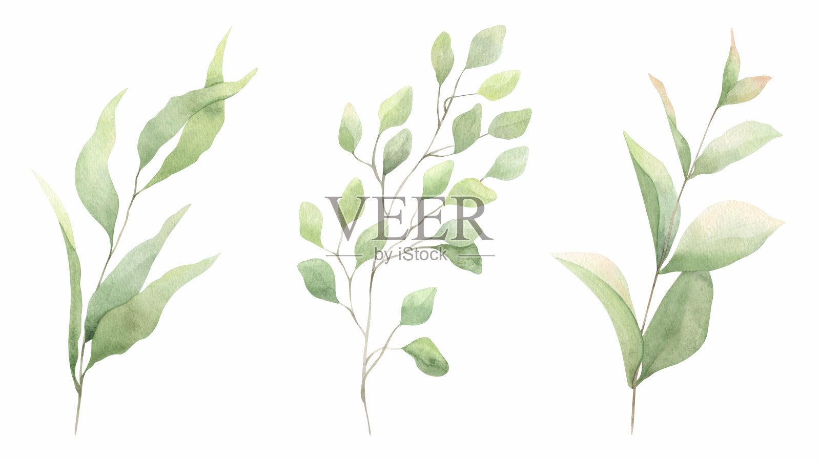 一组带有叶子的抽象绿色树枝。绿色叶子。手绘插图。用于婚礼请柬,明信片设计和文具。插画图片素材
