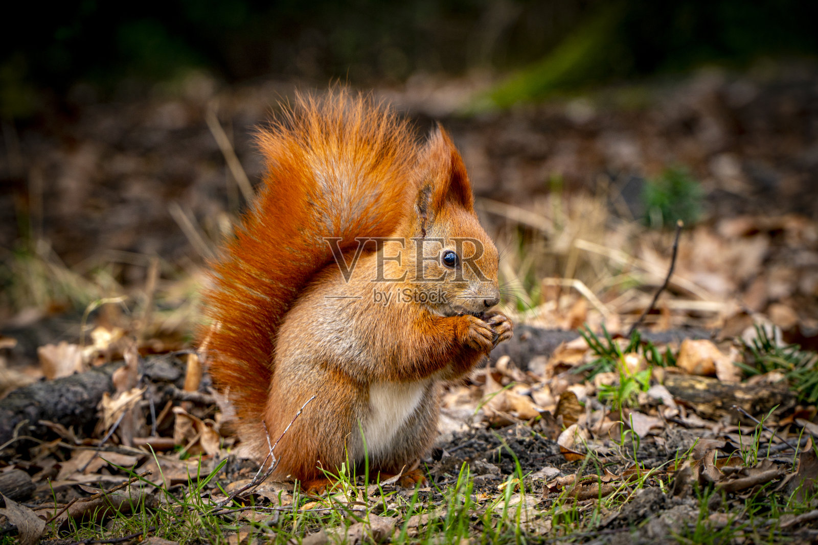 红色的松鼠。照片摄影图片