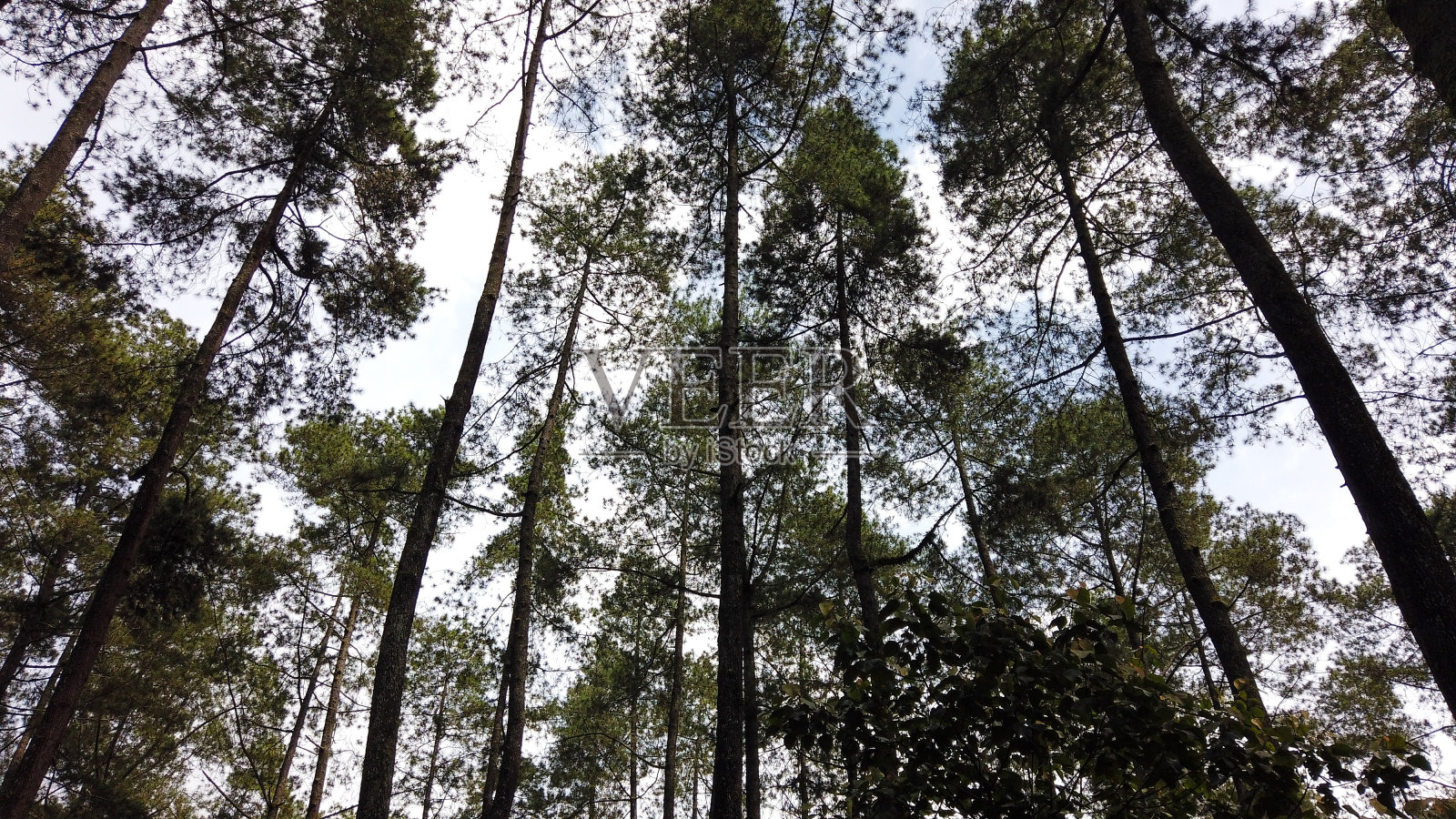 松林照片摄影图片