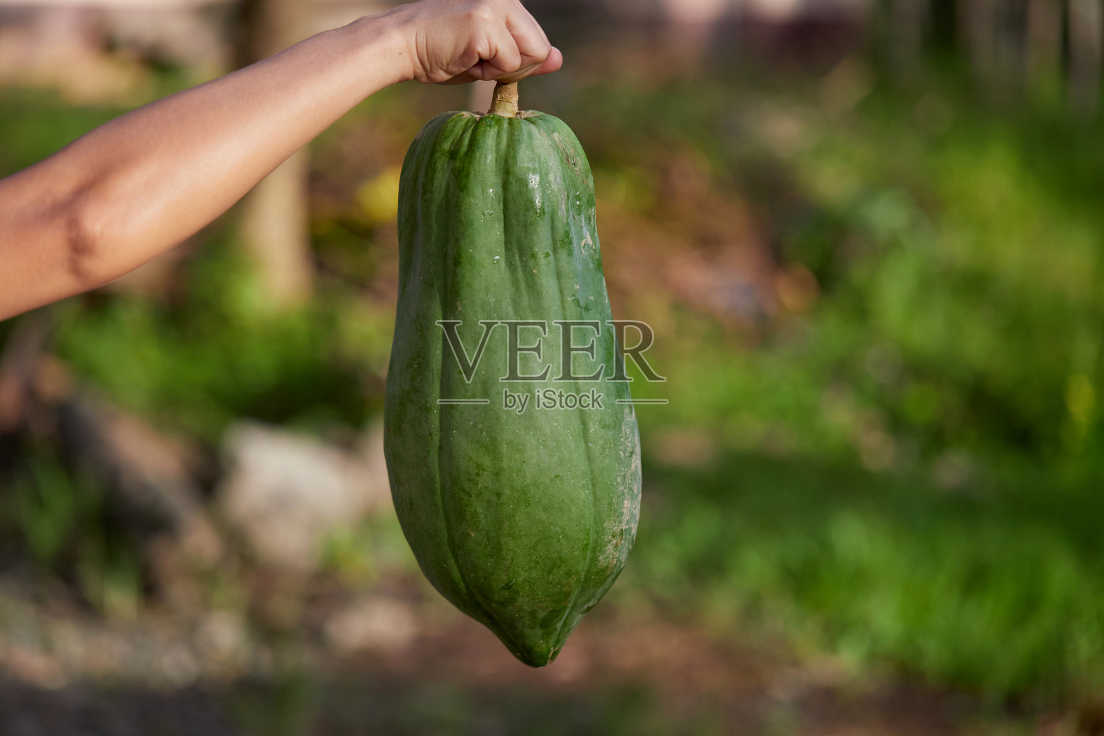 修剪过的手在花园里拿着新鲜的木瓜照片摄影图片