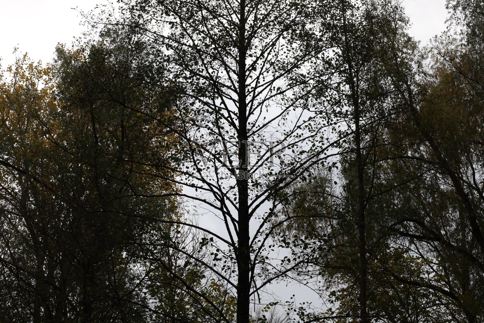 黑暗森林中的树木剪影照片摄影图片