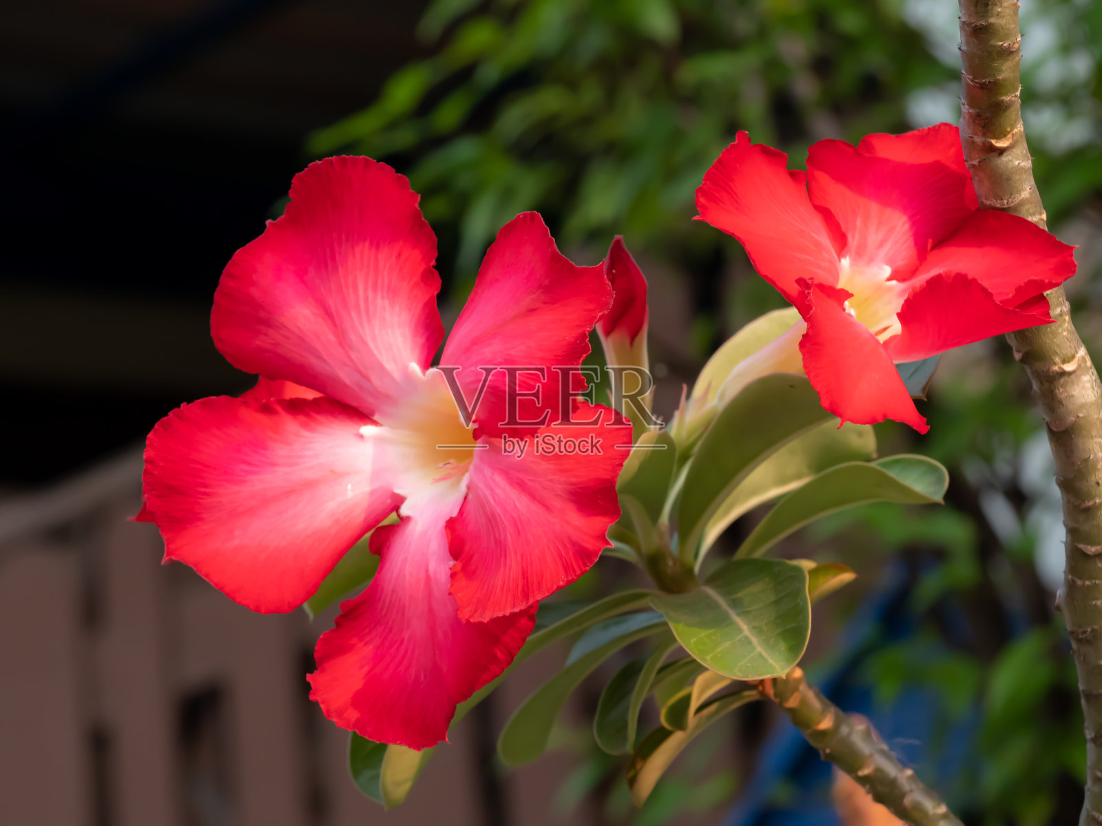 红花特写照片摄影图片
