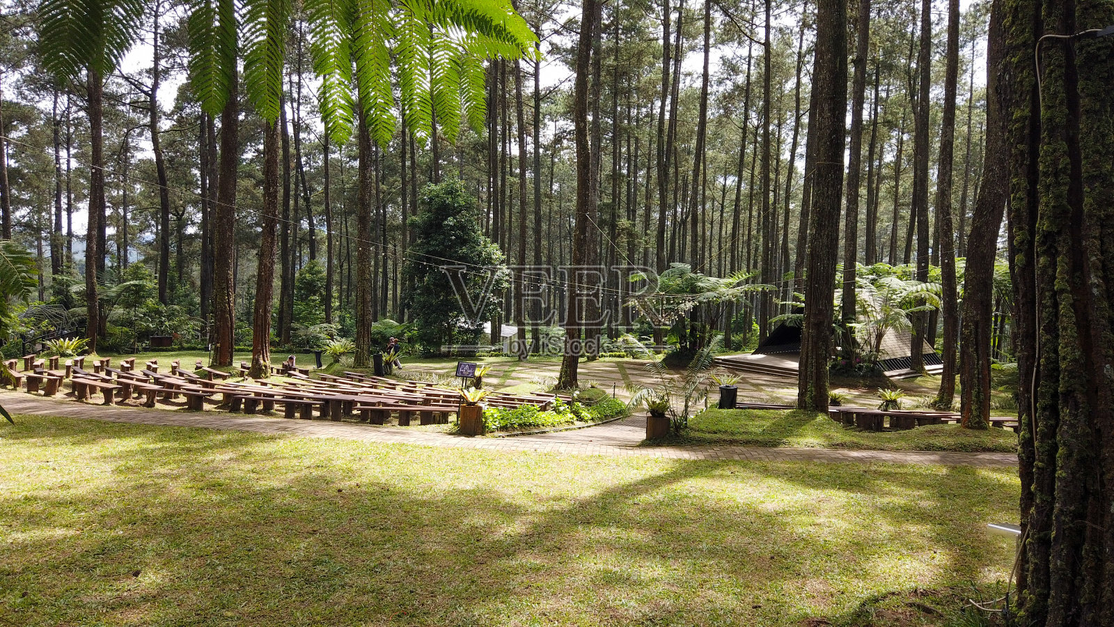 松林照片摄影图片