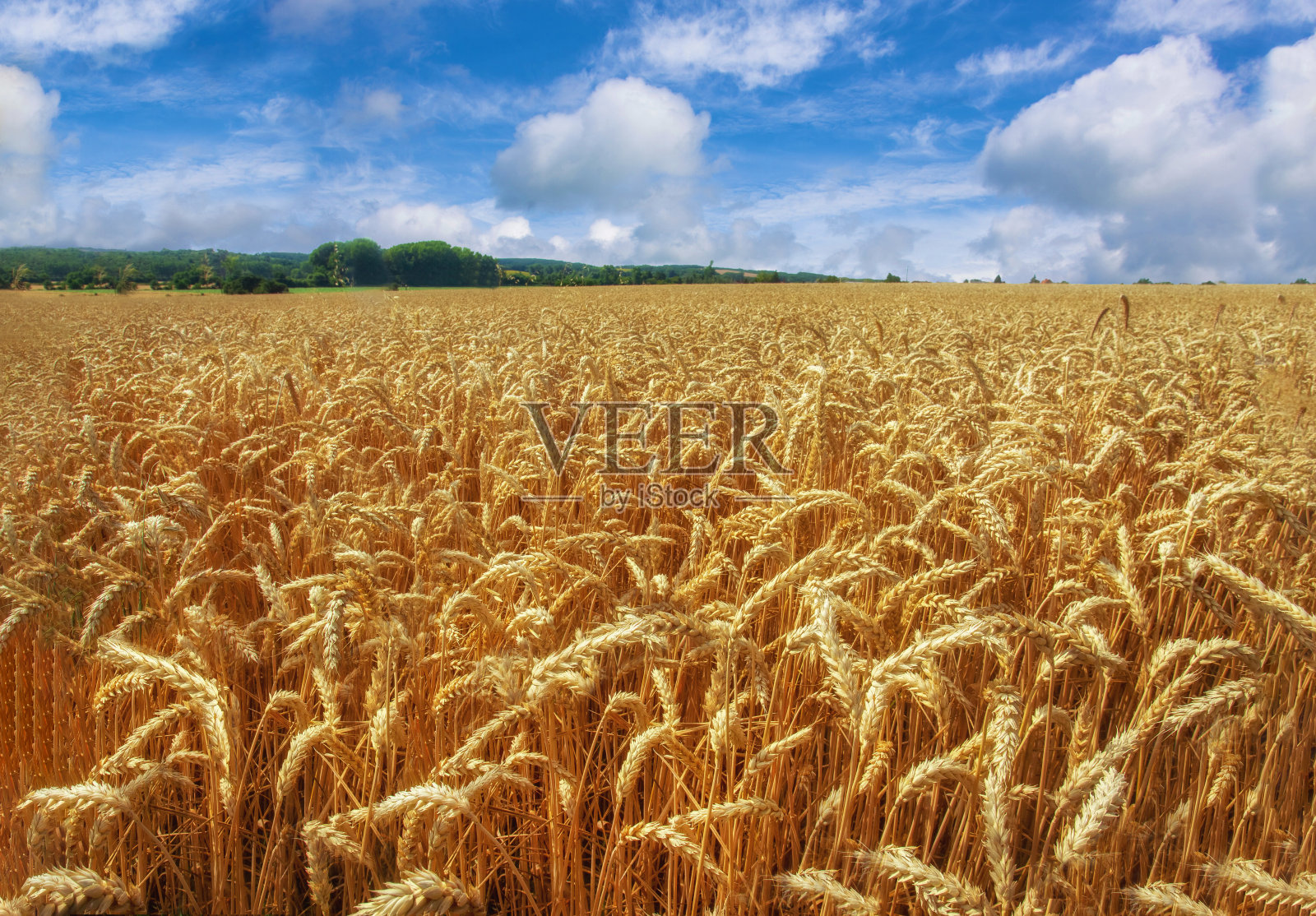 六月底,诺曼底,成熟的小麦几乎可以收割了照片摄影图片