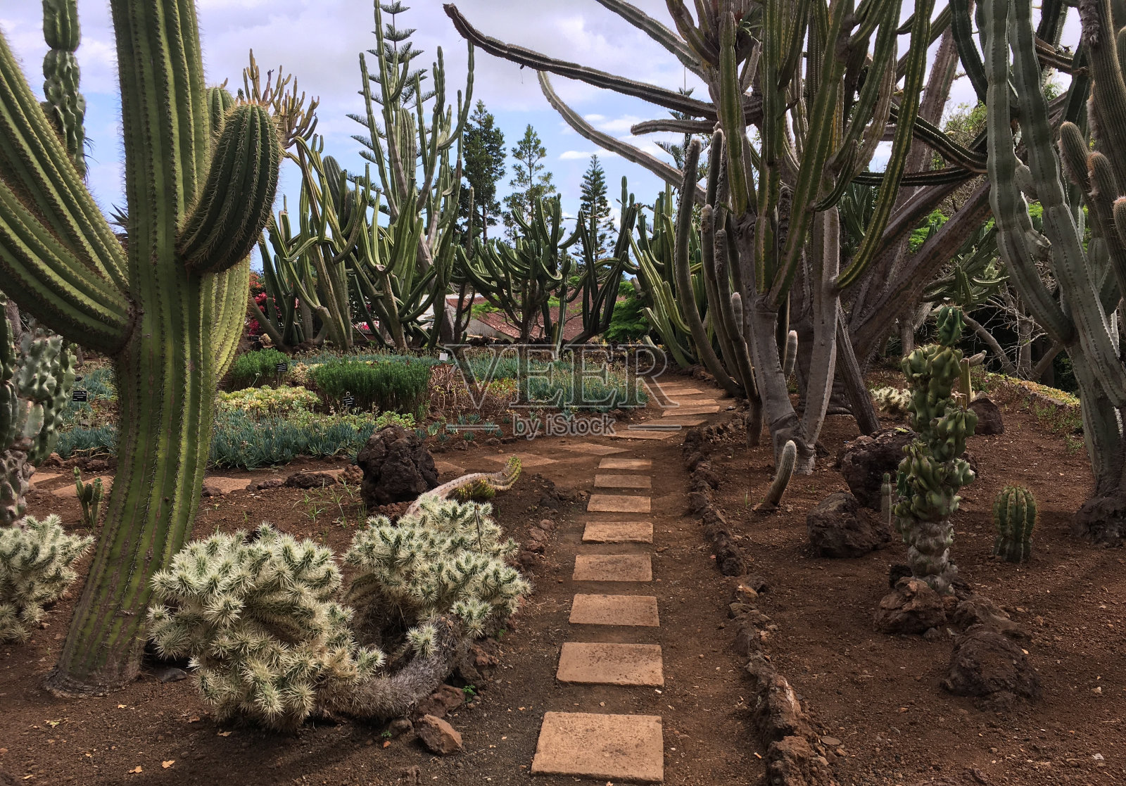 马德拉岛丰沙尔,一条通往异国情调花园的小路照片摄影图片