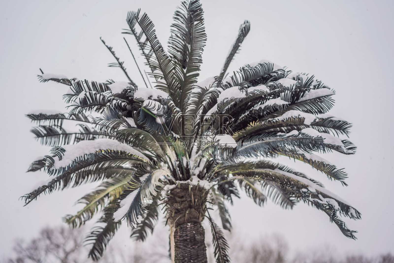 树热,天气冷。雪中的棕榈树照片摄影图片