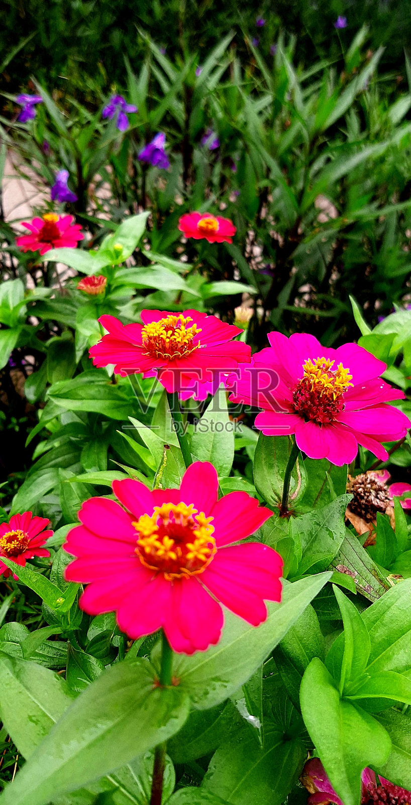 优雅的百日菊花照片摄影图片