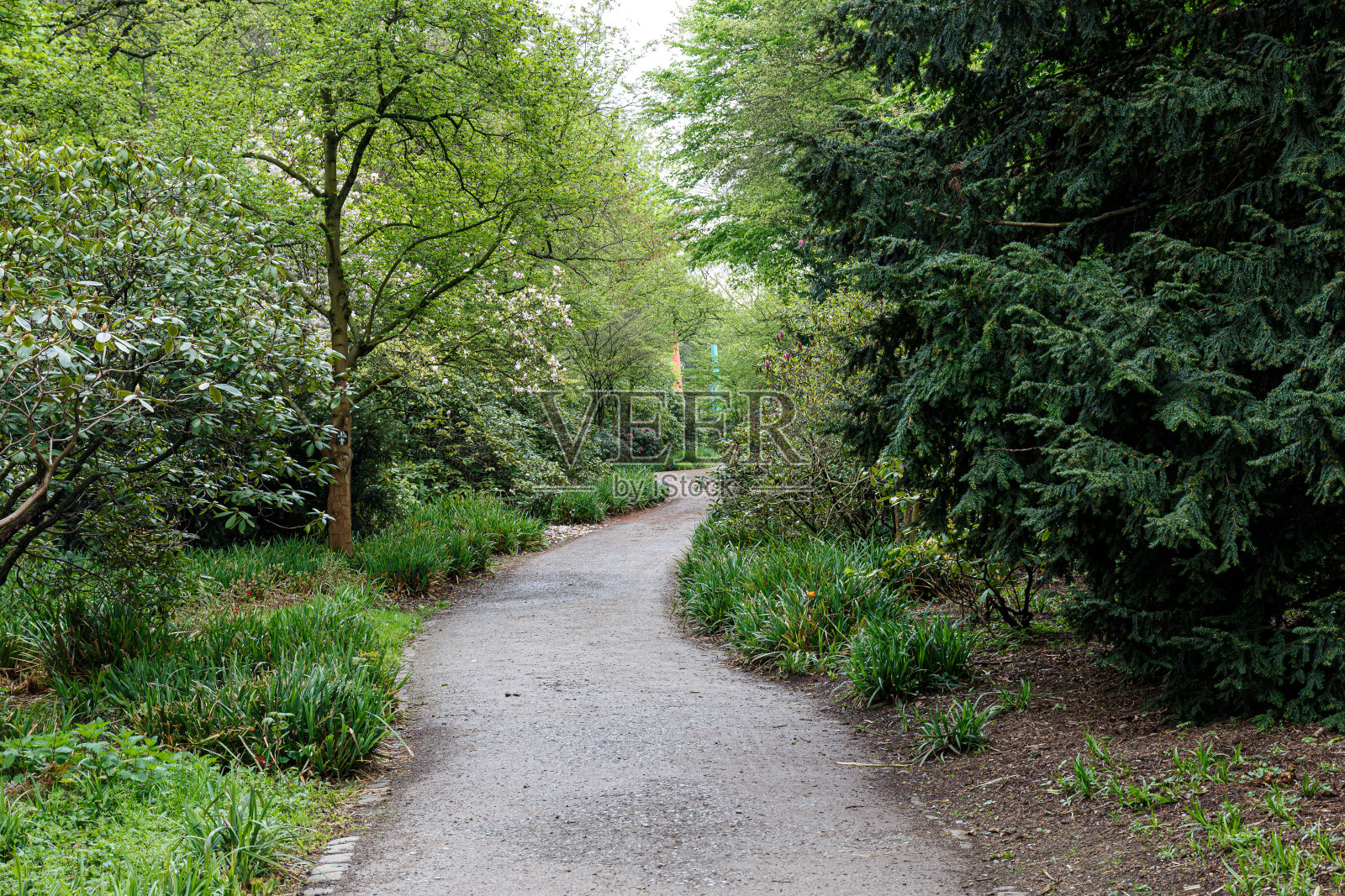 公园里有树木和植物的人行道照片摄影图片