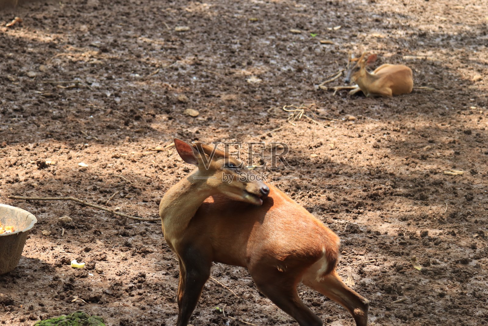 在三宝垄动物园,一只鹿正在用它的动作娱乐游客。照片摄影图片
