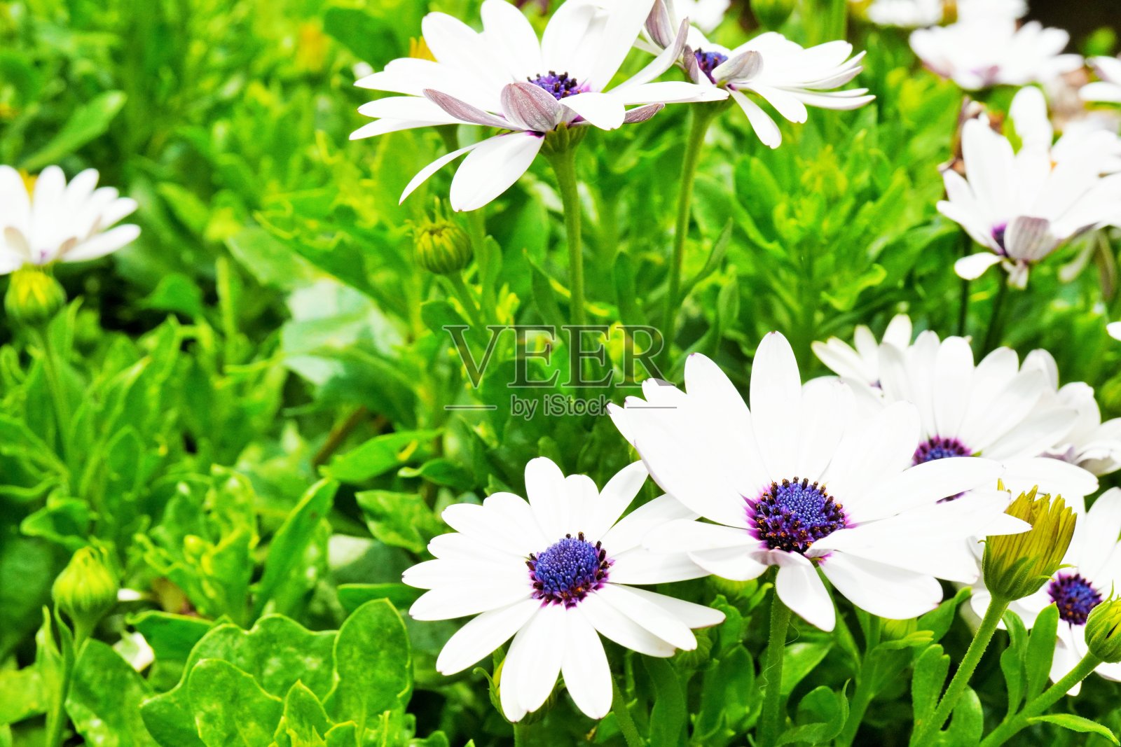 美丽的骨精花,白色舌状花和紫色管状花。照片摄影图片