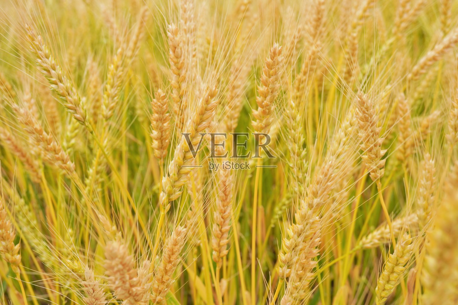 收割前麦田里的麦穗,金黄色照片摄影图片