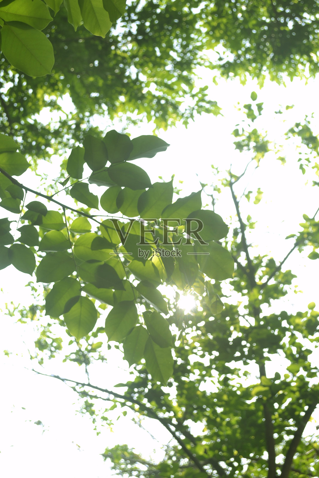 叶与光照片摄影图片