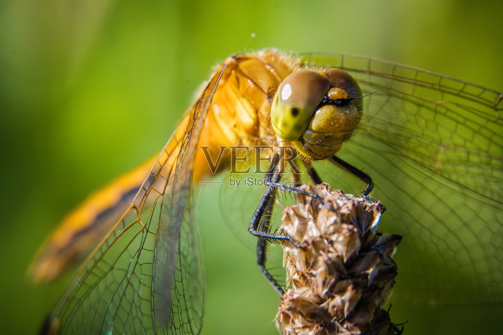 蜻蜓照片摄影图片