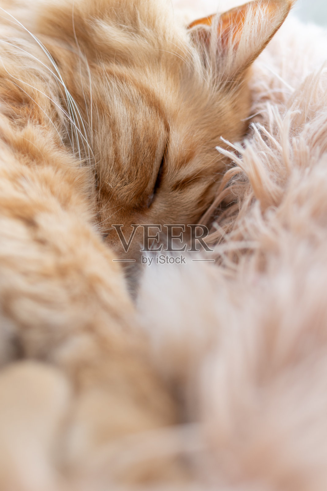 睡觉的猫照片摄影图片