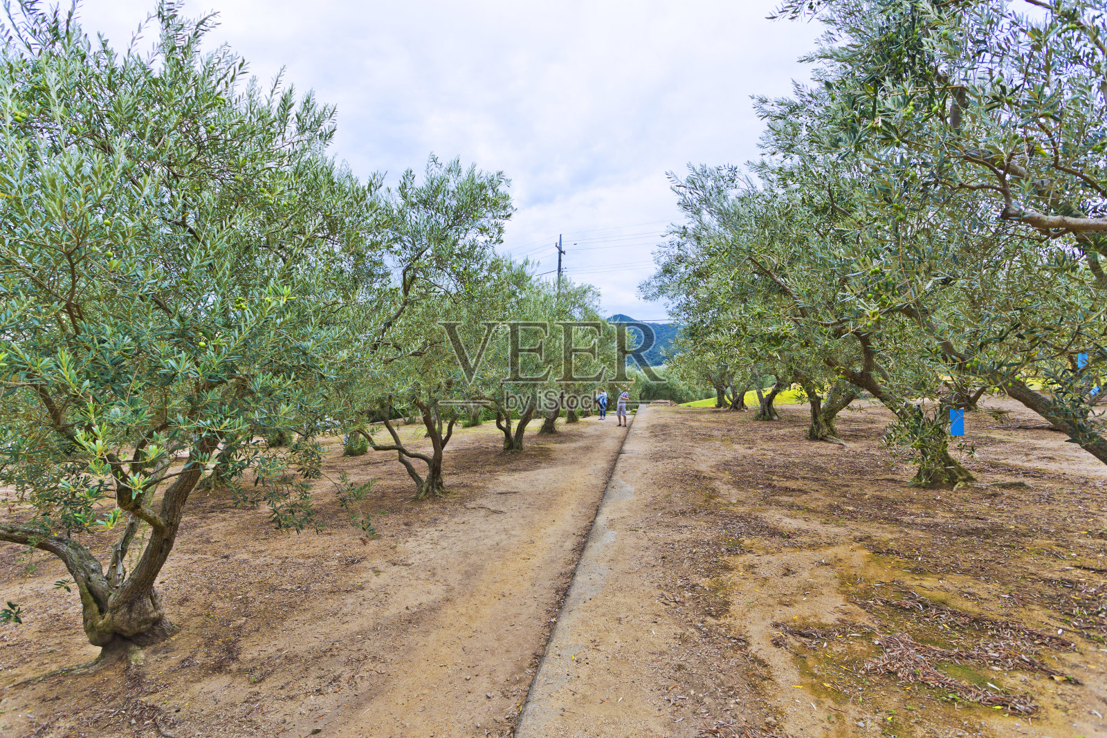 日本四国香川县Shodoshima岛的橄榄农场。照片摄影图片
