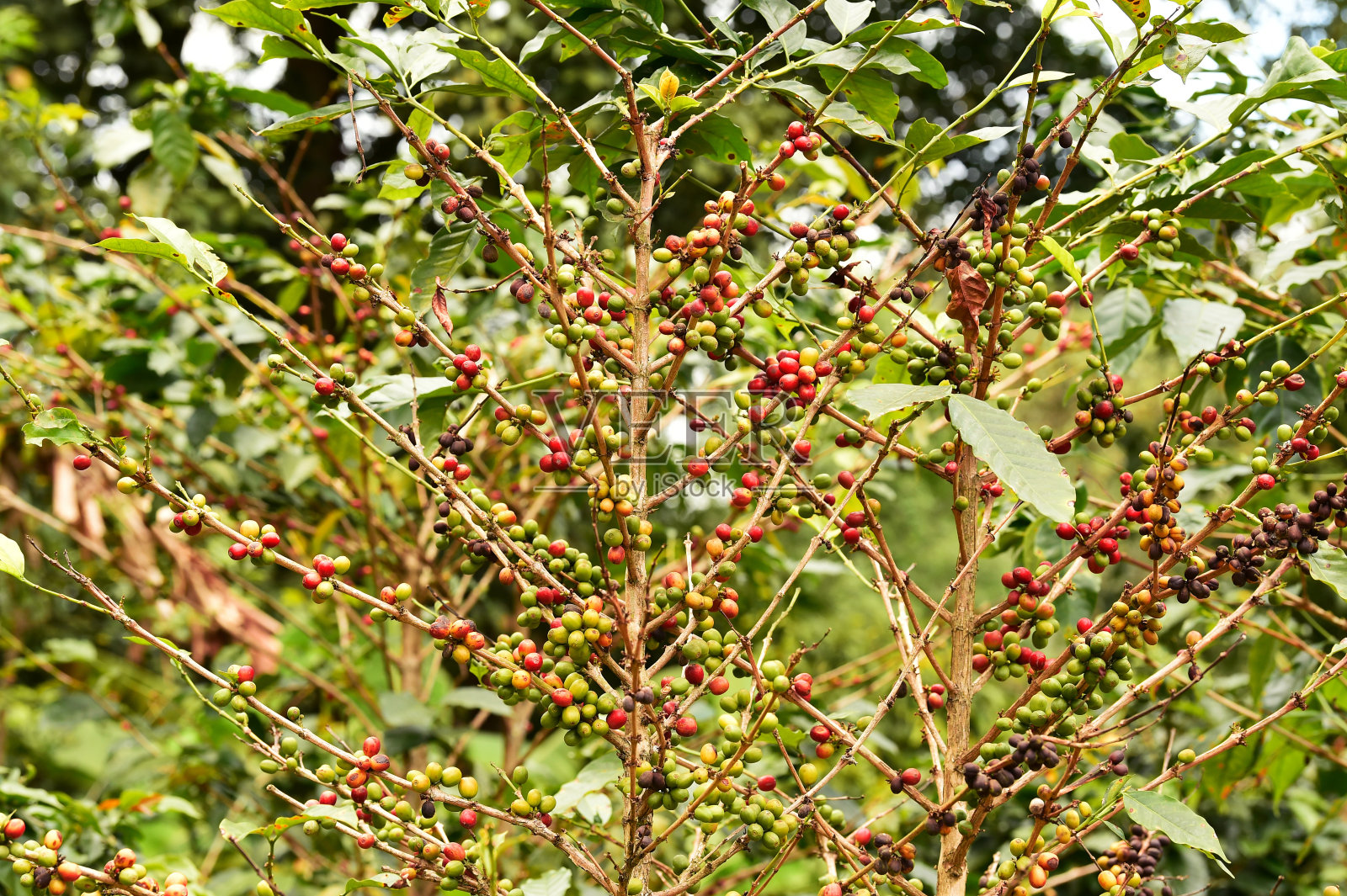 咖啡豆成熟照片摄影图片