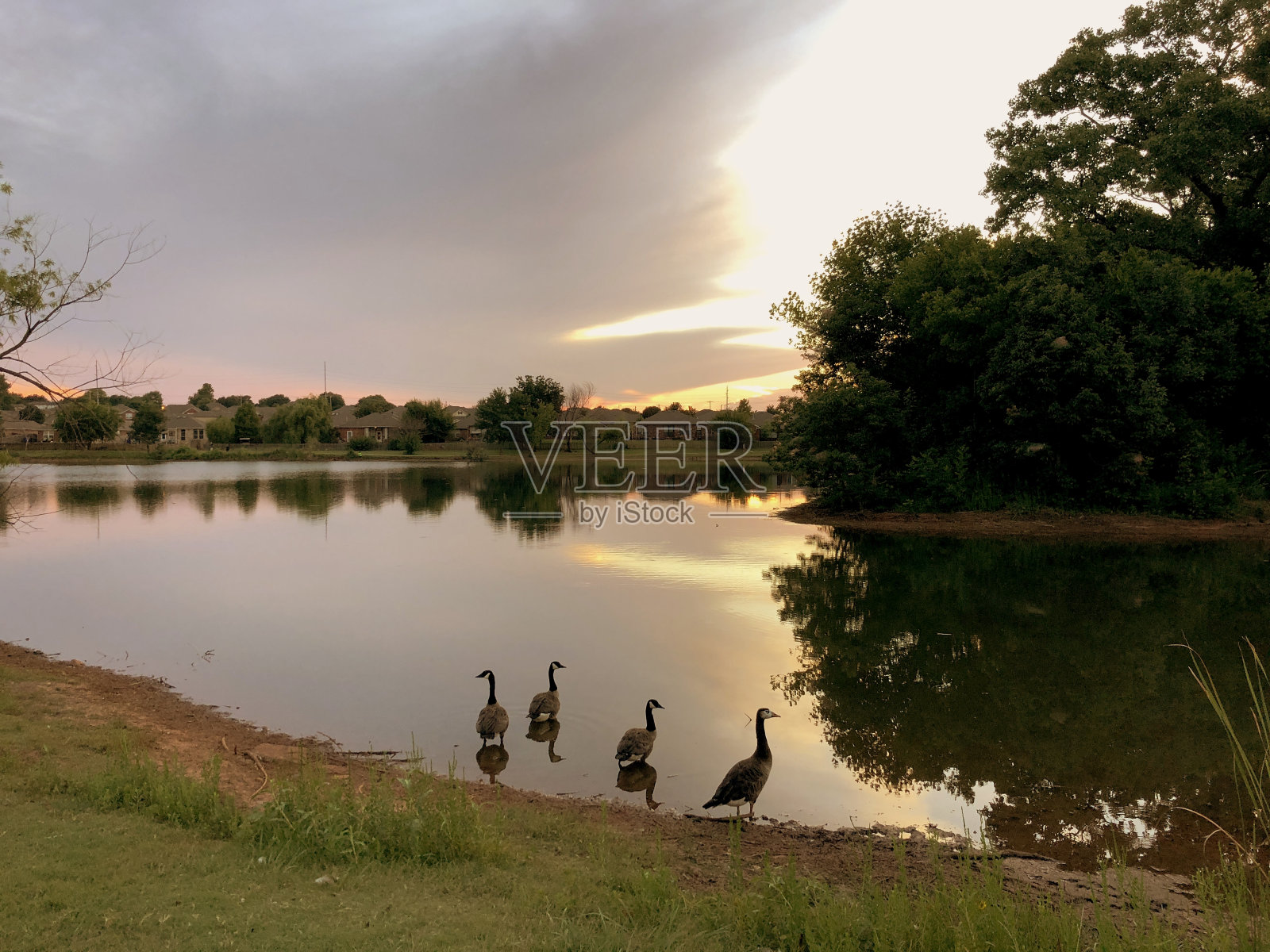 四只鹅在日落时倒映在湖面上照片摄影图片