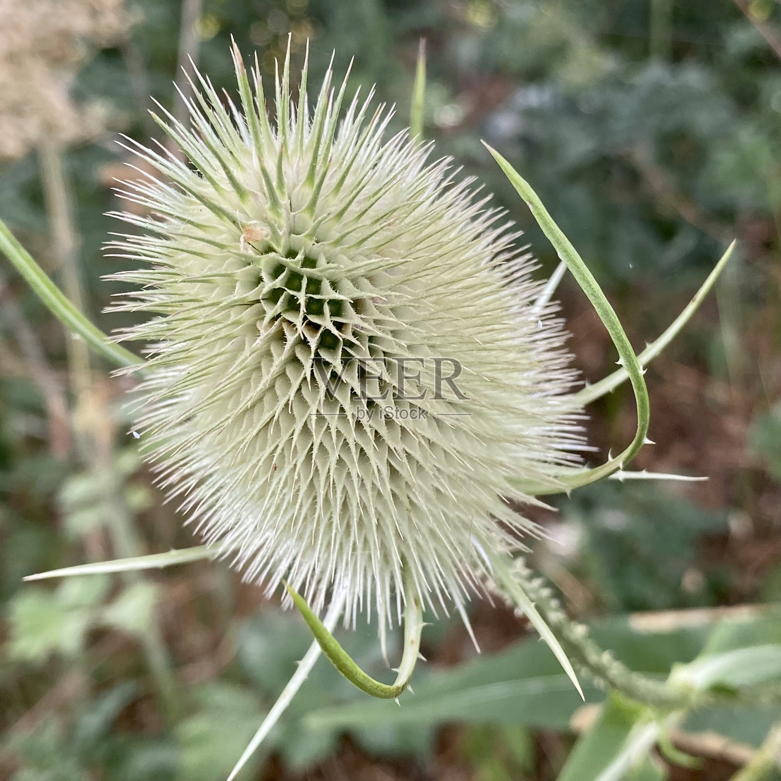蓟照片摄影图片