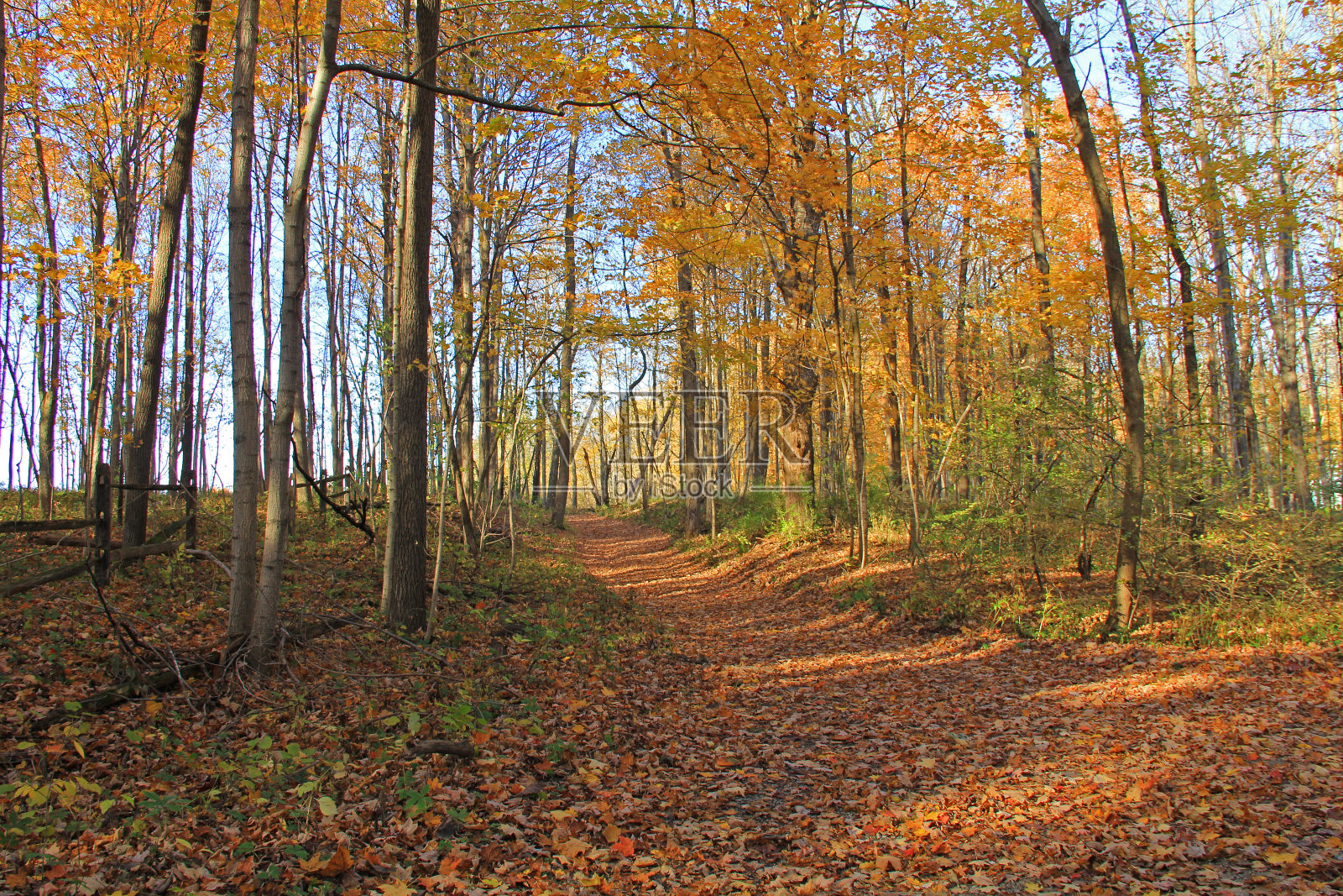 秋天的林间小路照片摄影图片