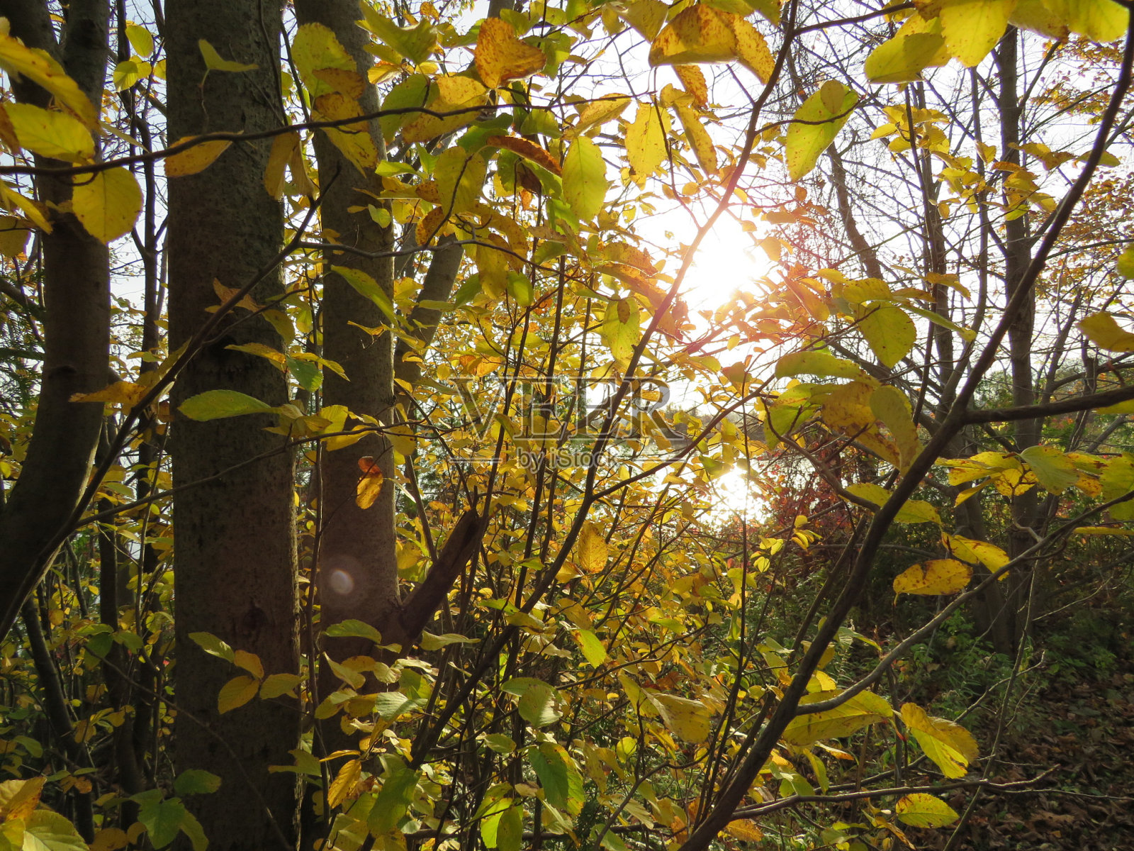 阳光透过秋天的树木照片摄影图片