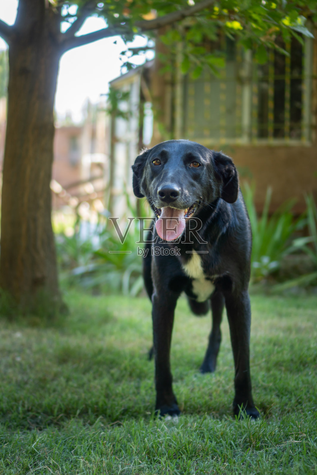 可爱的黑狗伸出舌头看着镜头照片摄影图片
