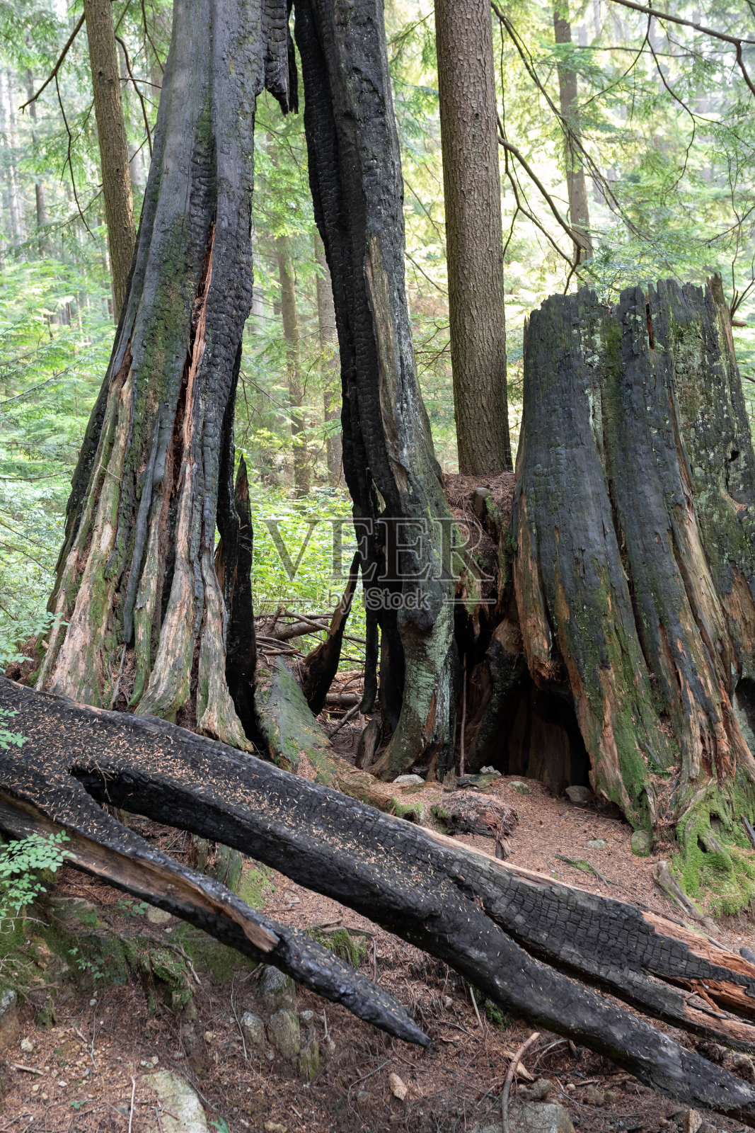 雷击照片摄影图片
