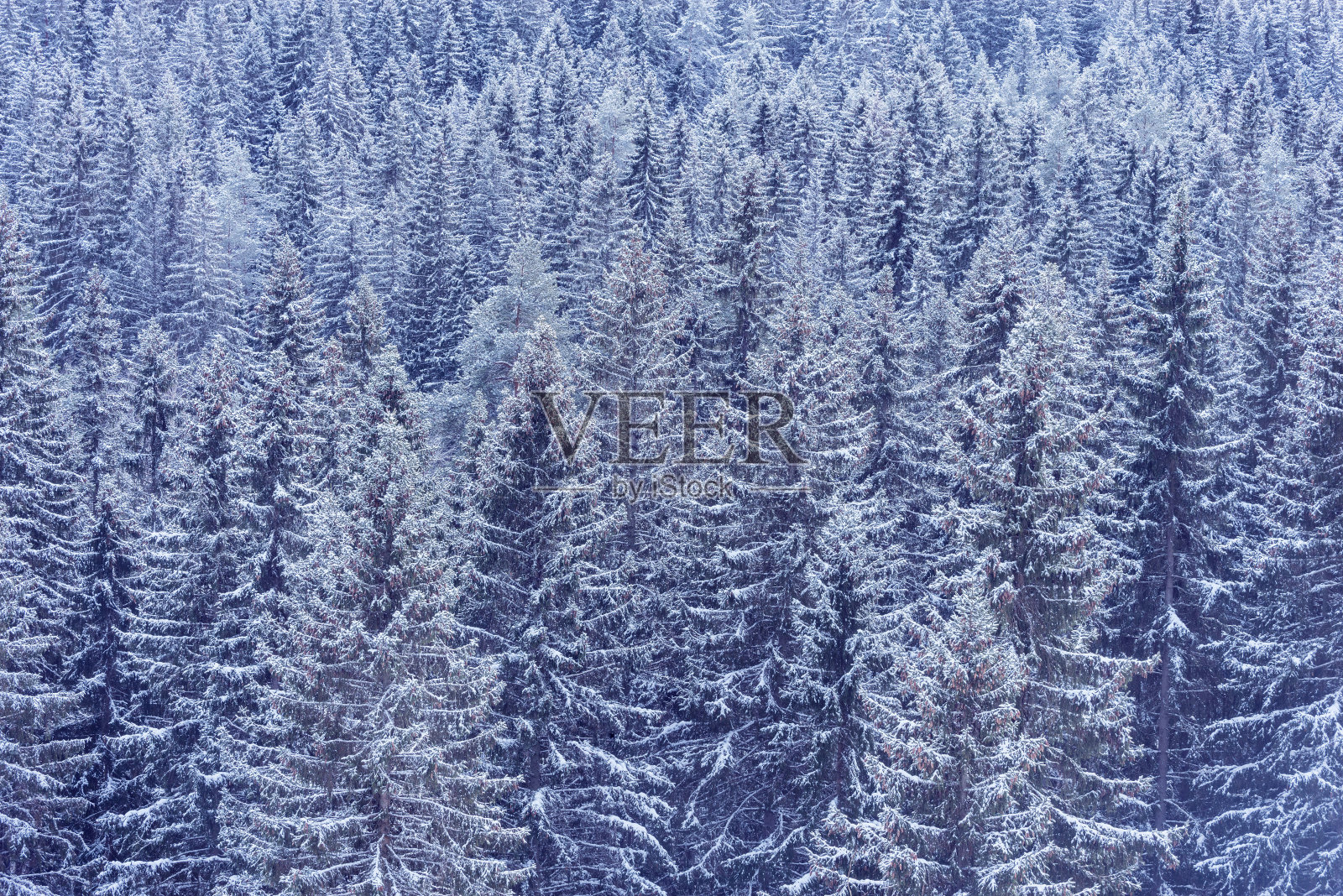 冬天山上的云杉林。照片摄影图片