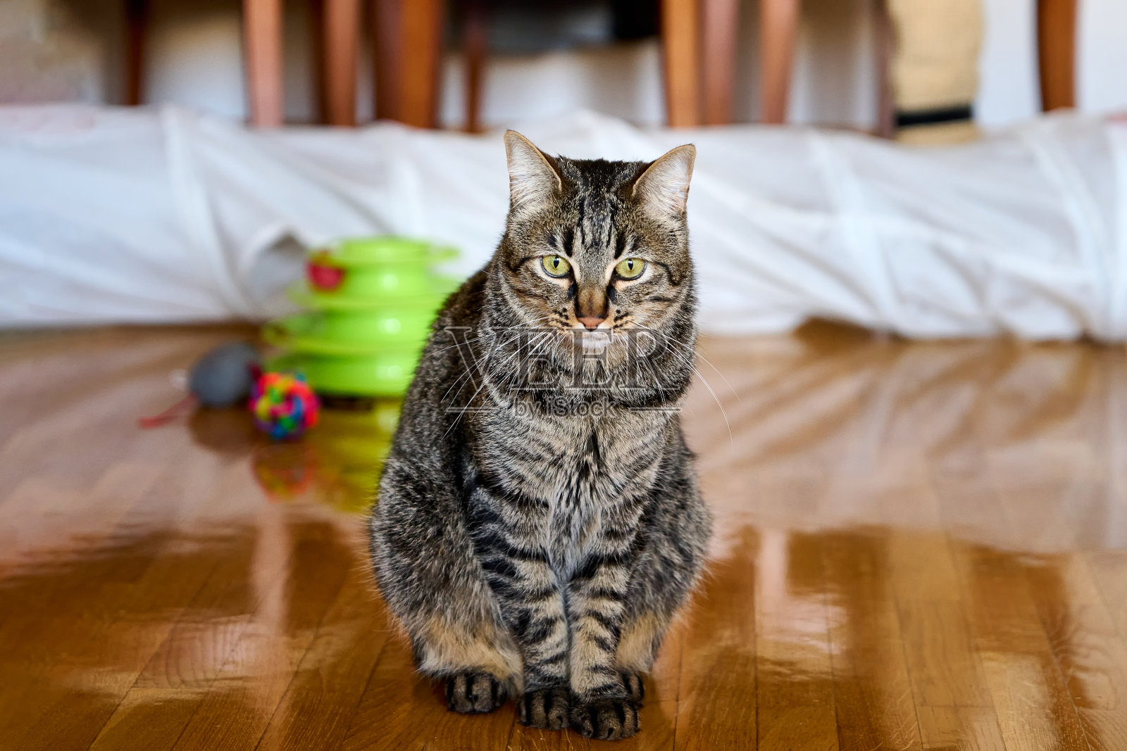 可爱的花猫,绿色的眼睛坐在地板上照片摄影图片