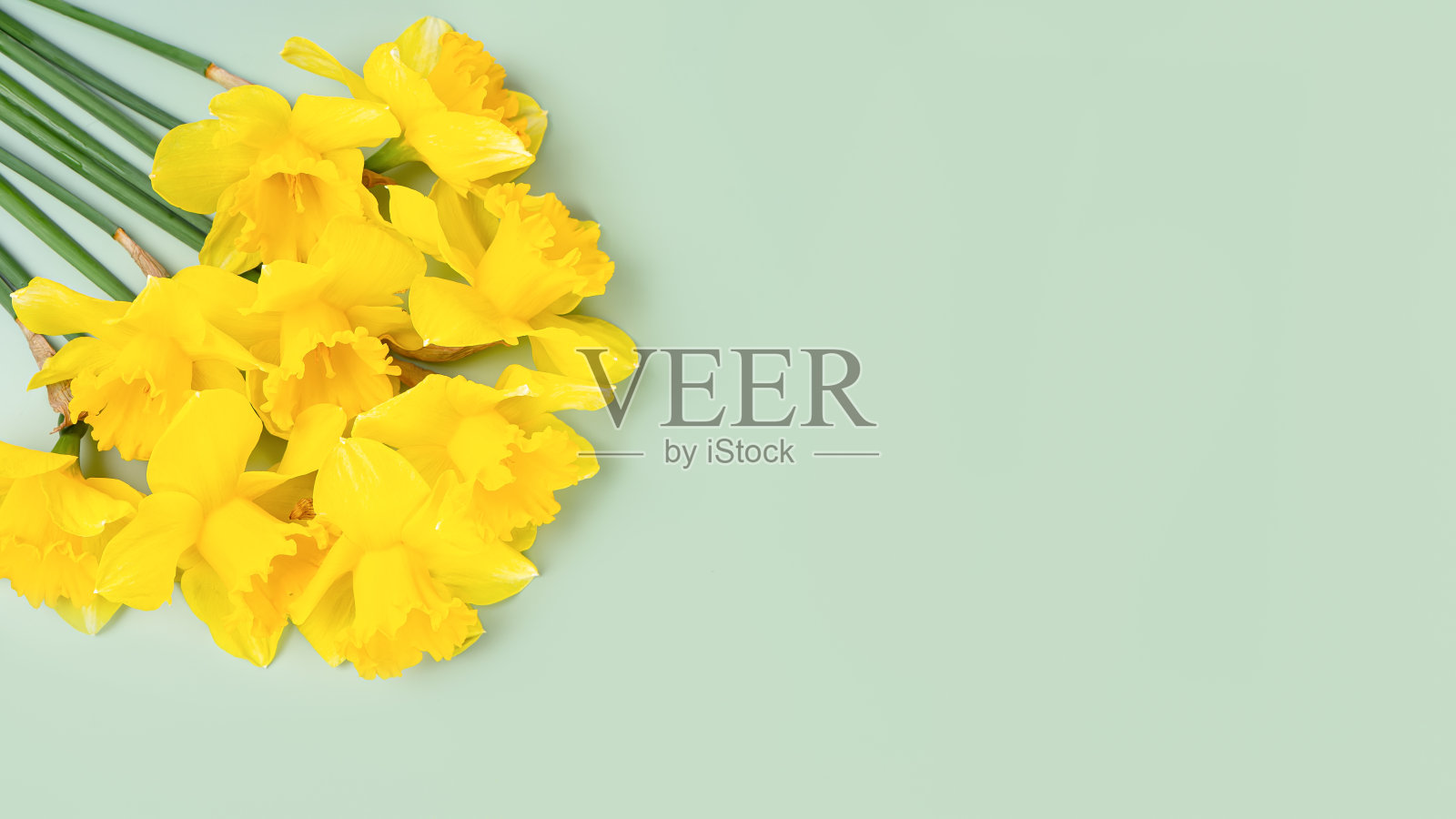 黄色水仙花的花束,复活节的铃铛在绿色的背景照片摄影图片