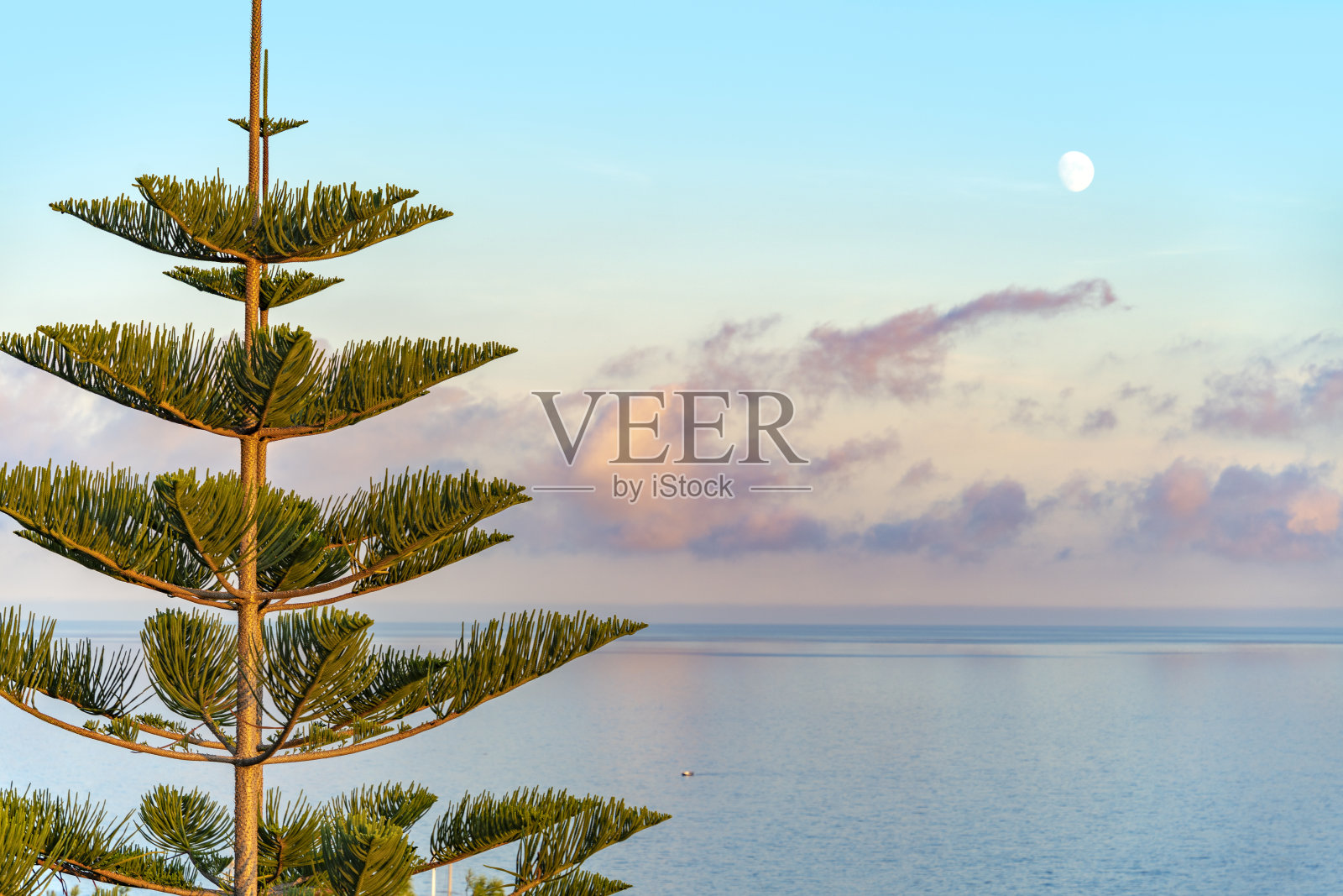 诺福克岛的松树和大海照片摄影图片