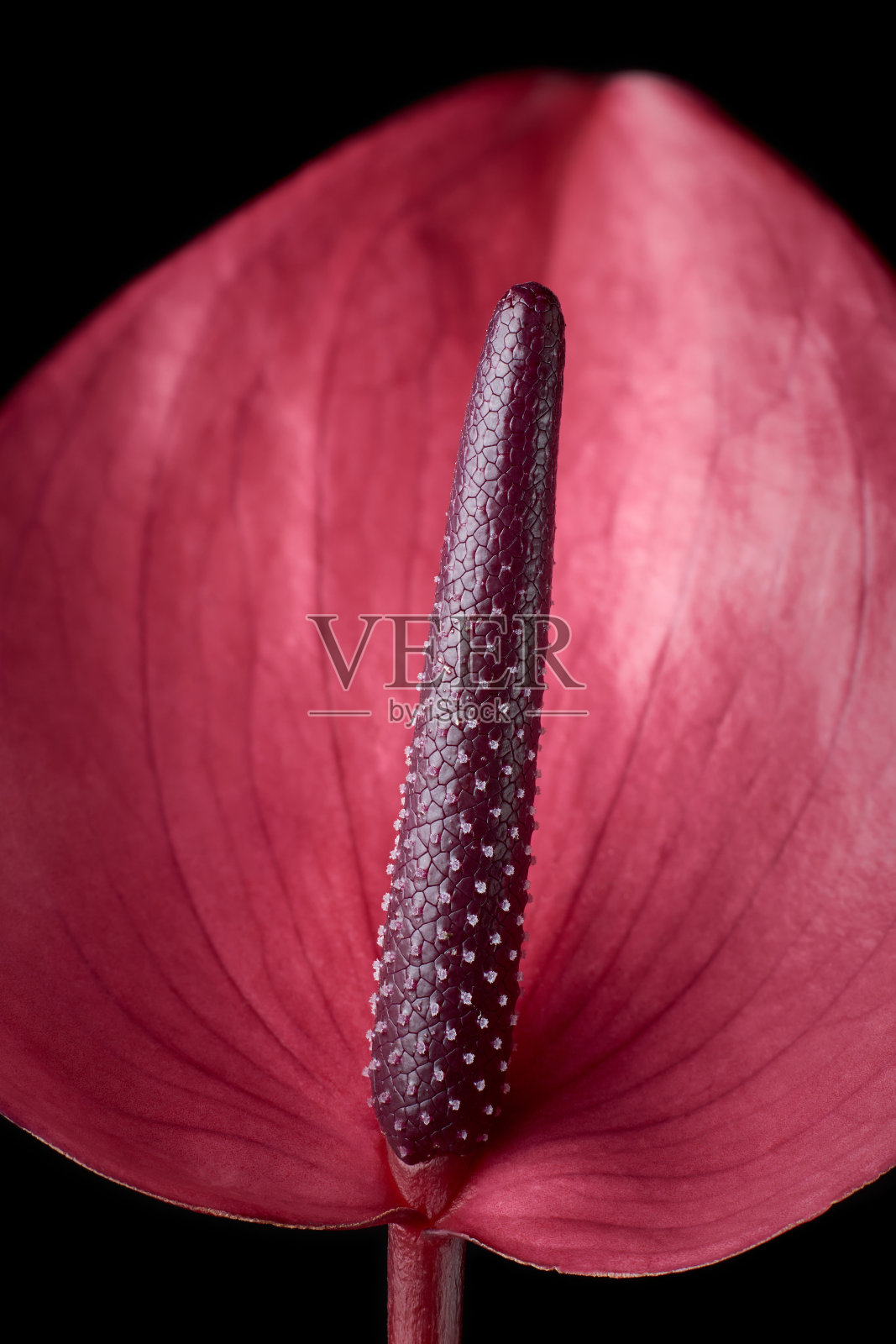 充满活力的艳丽的红掌花的特写照片摄影图片