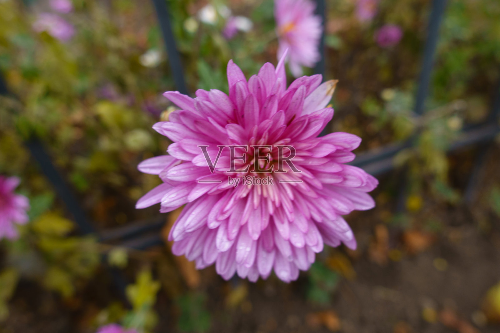 重瓣粉菊花在12月开的晚花照片摄影图片