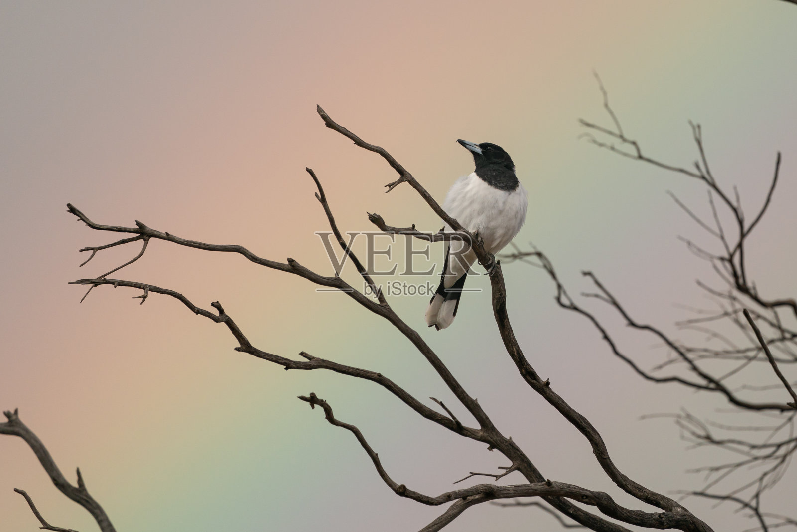 花衣屠夫鸟照片摄影图片