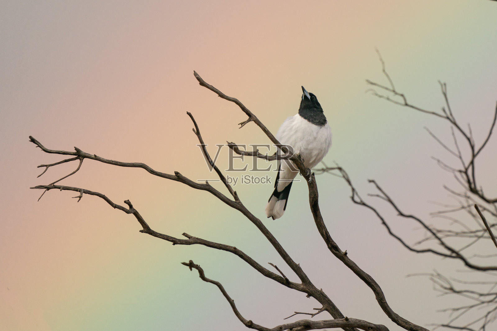 花衣屠夫鸟照片摄影图片