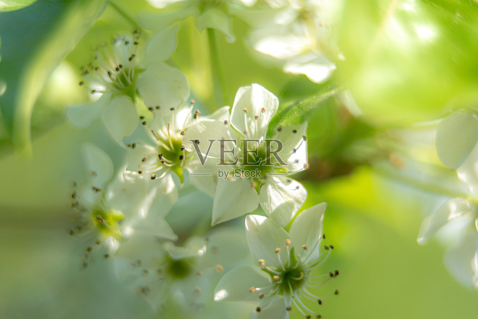 观赏性梨树在三月初春开花照片摄影图片
