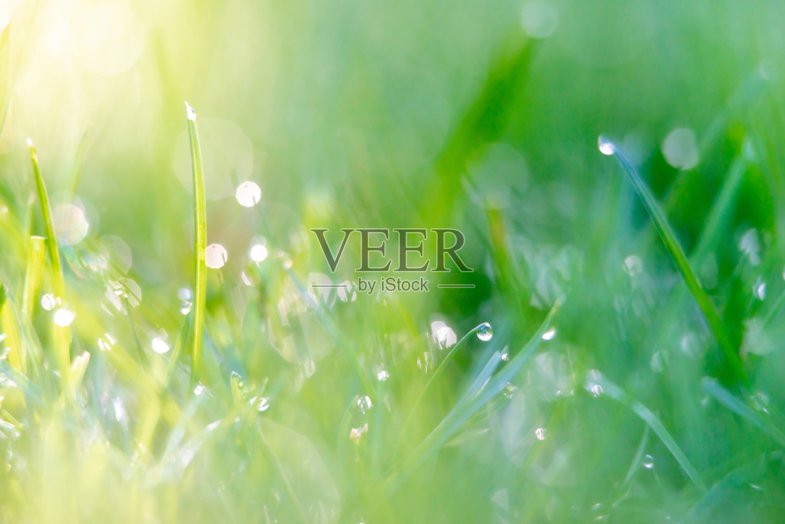 清晨后院草坪上的草露照片摄影图片