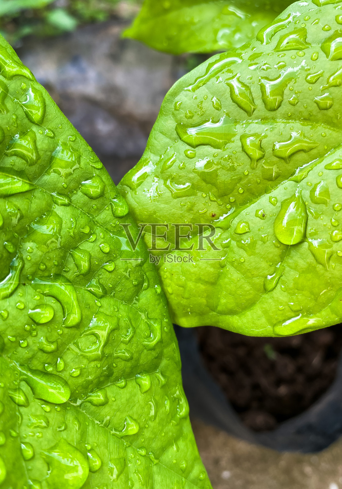 绿色的叶子照片摄影图片