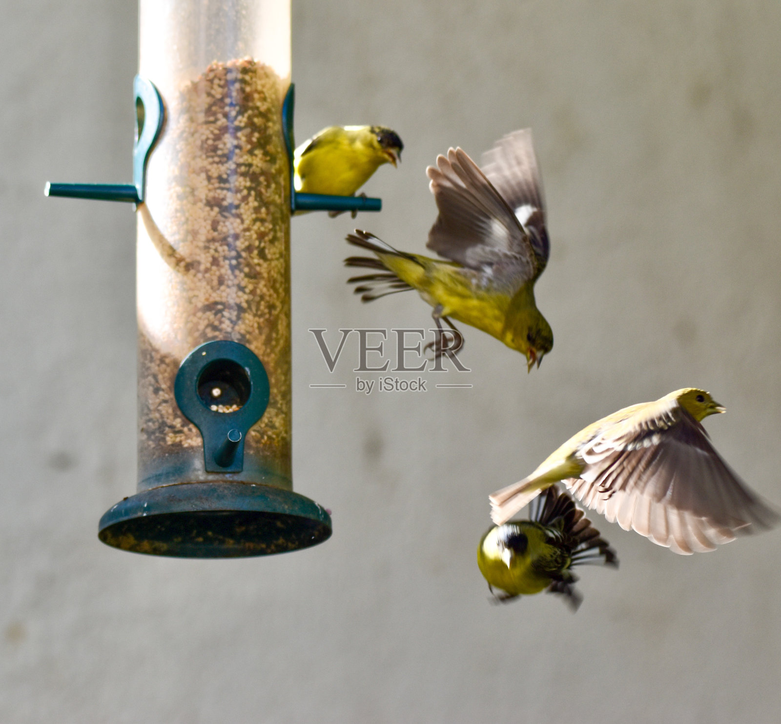 美丽的黄莺鸟在飞翔照片摄影图片