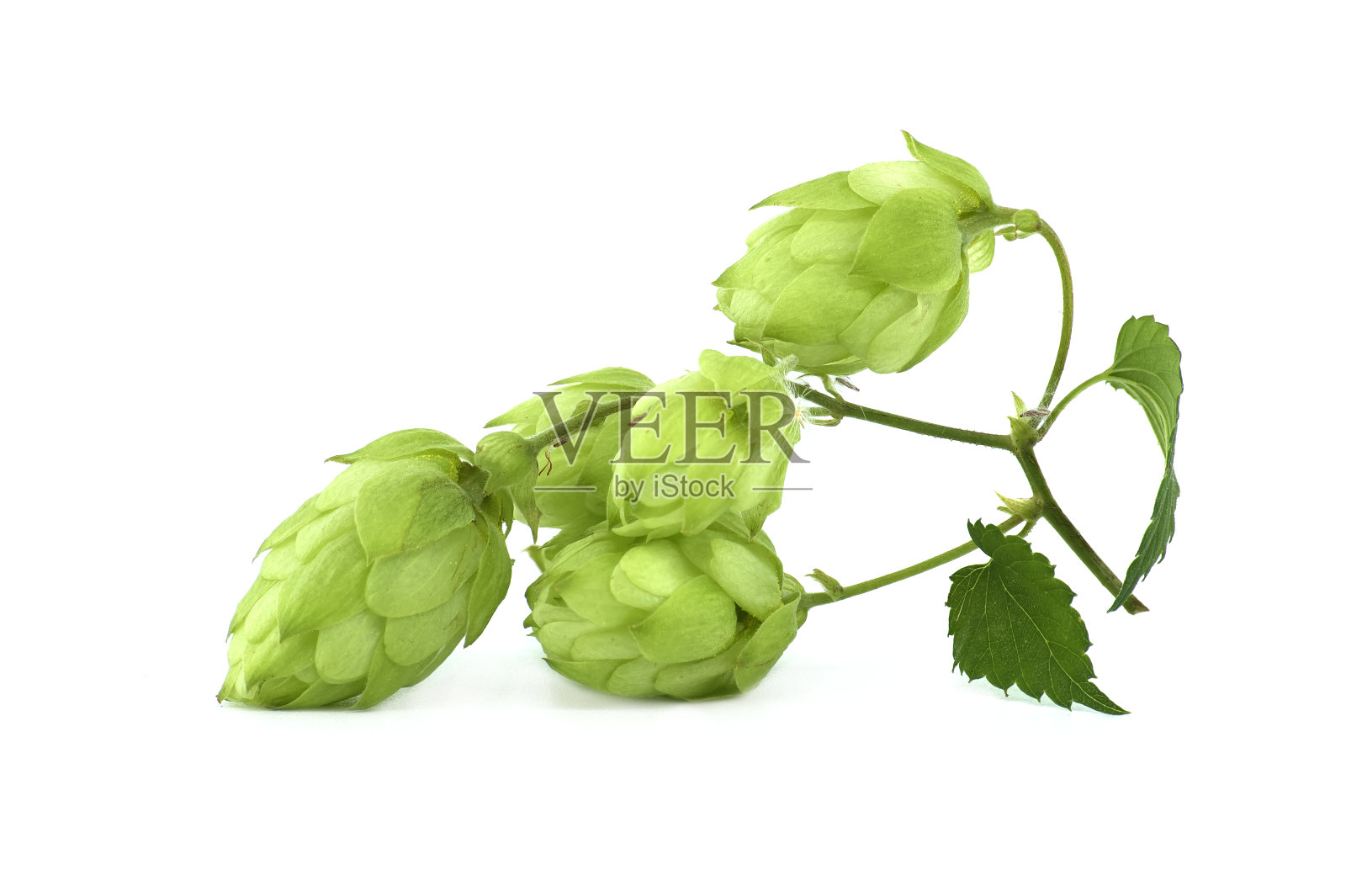 葎草(Humulus lupulus)照片摄影图片