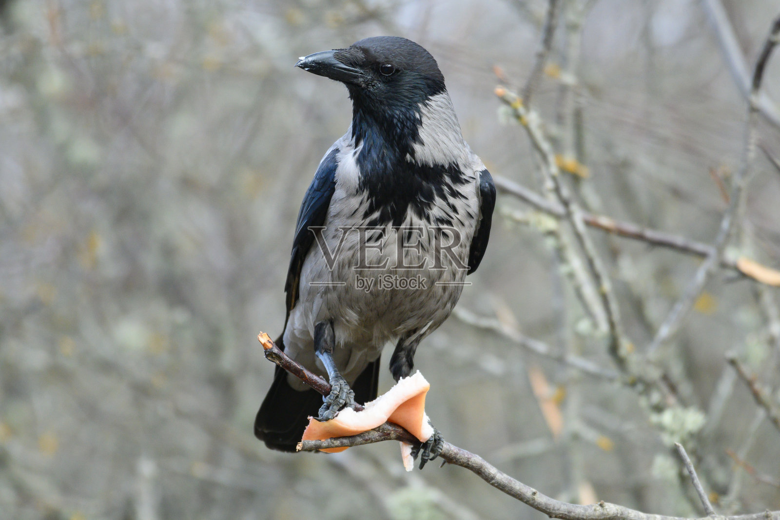 野生的戴帽乌鸦乌鸦照片摄影图片