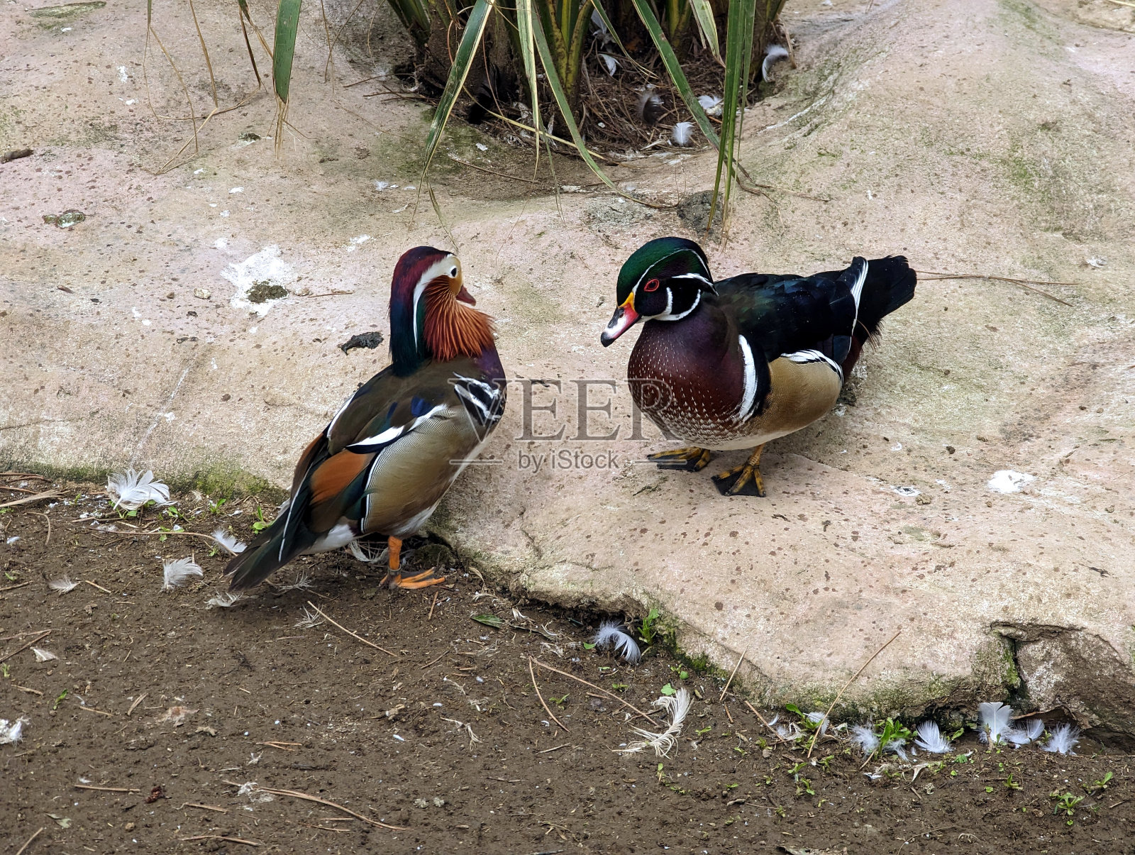 动物园里的鸭子照片摄影图片